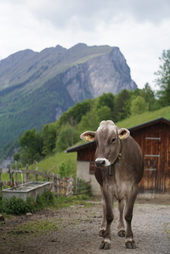 A cow standing in front of a mountain.